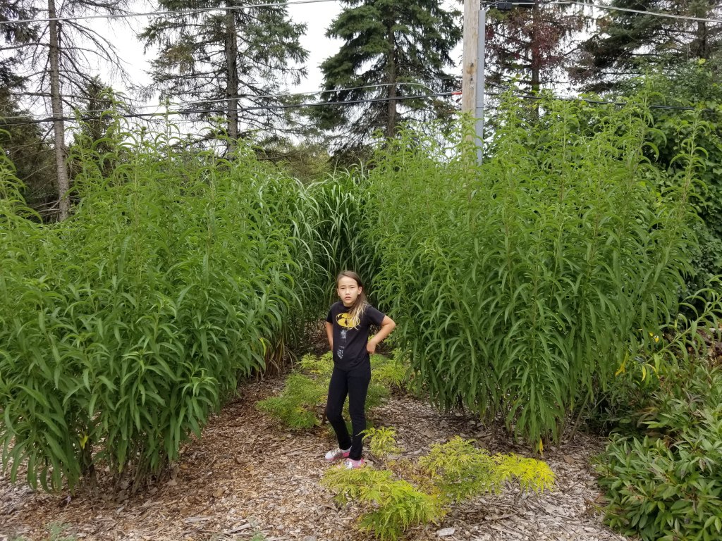 standing in front of Maximilian sunflowers