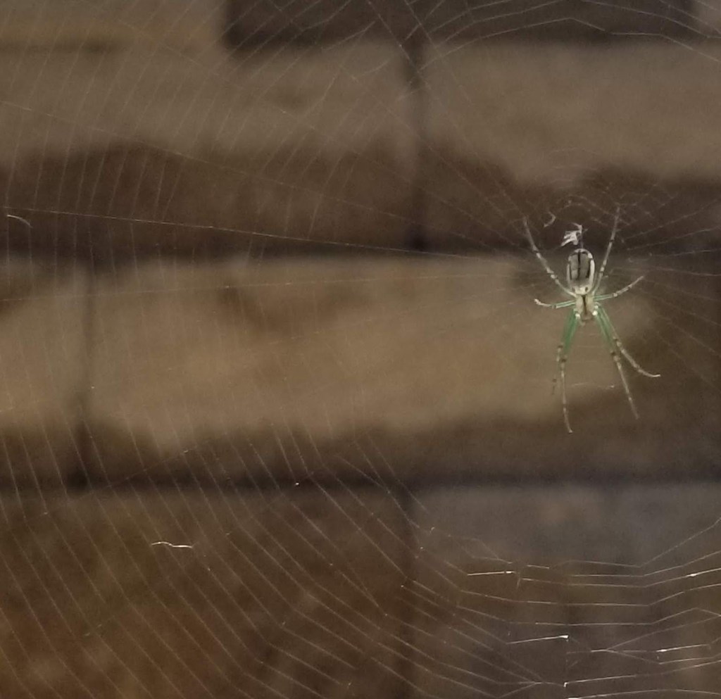 close up translucent spider