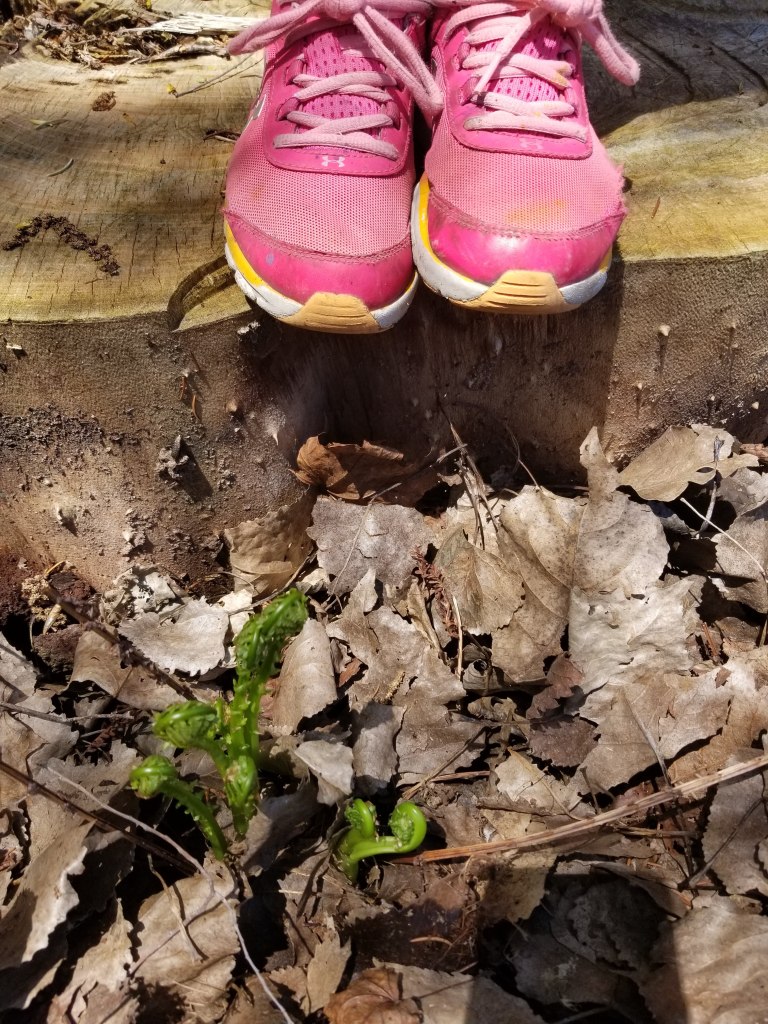 fern fiddle heads emerging from leaf litter