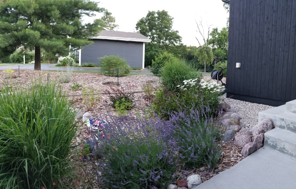 lavender at front entry
