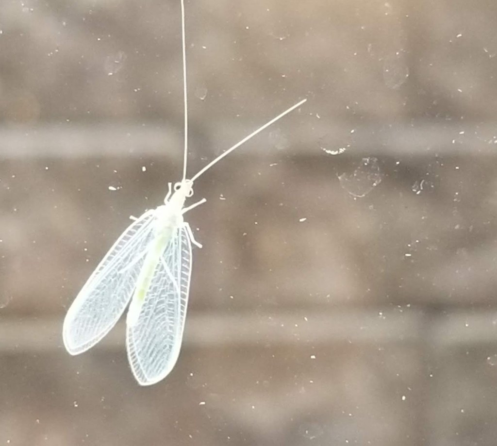 close up of lacewing on window