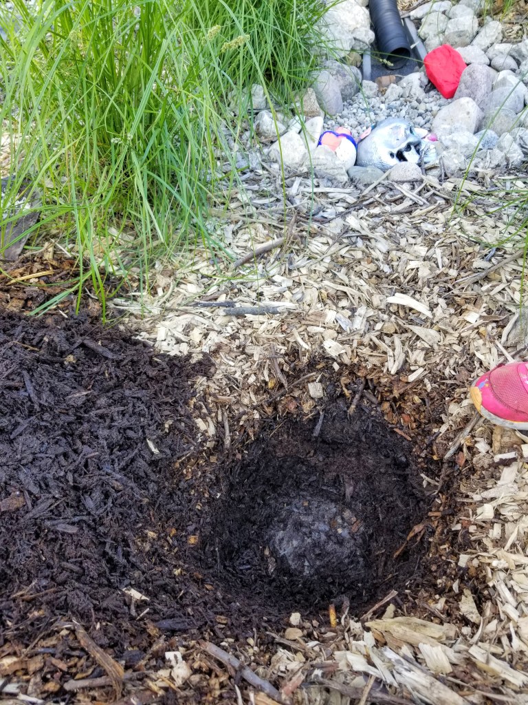 planting after sheet mulching