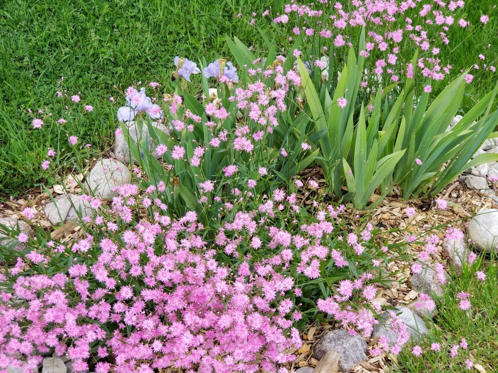 Lychnis petite Jenny with iris