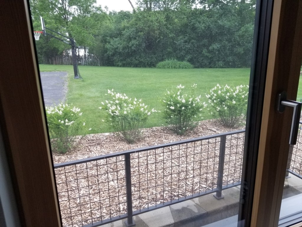 young privets in flower