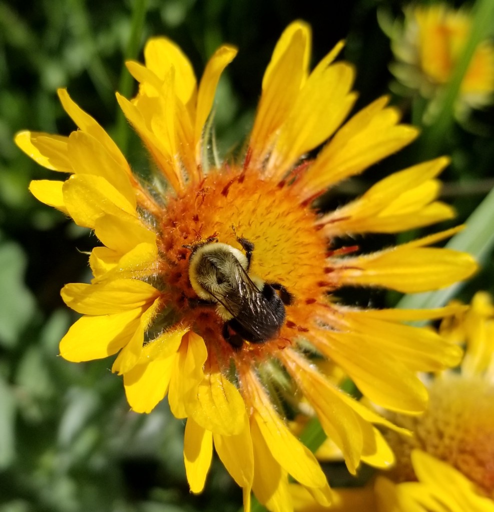 bee on gaillardia