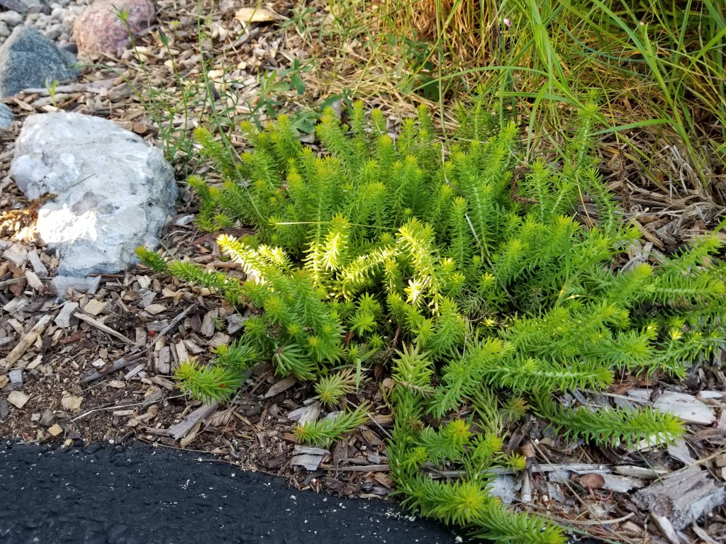 Angelina sedum with urbanite