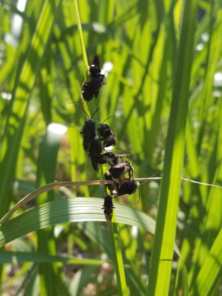 bees on blade of grass