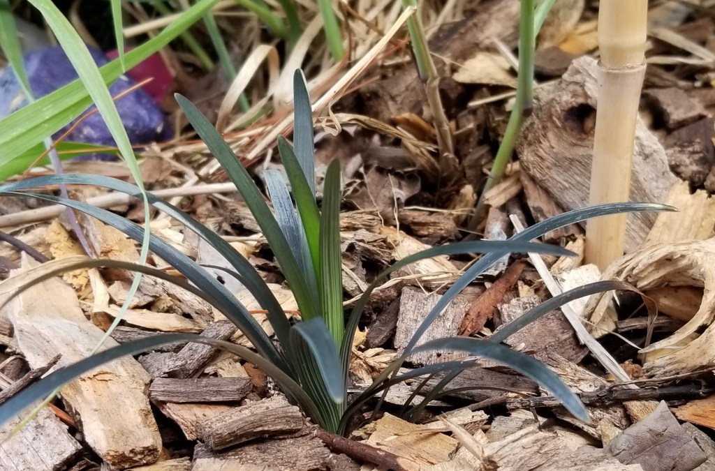 close up of black mondo grass