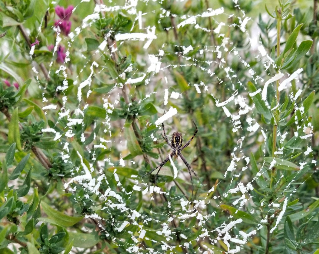 corn spider web