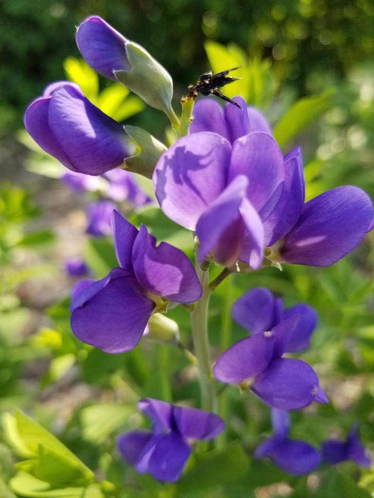 false indigo blooms close up