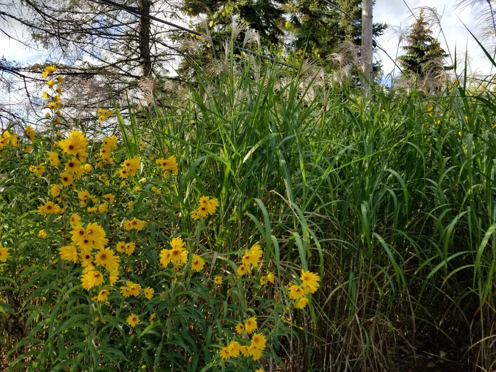 sunflowers next to ornamental grass