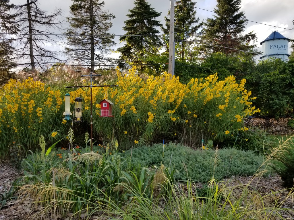 Maximillian sunflowers in bloom