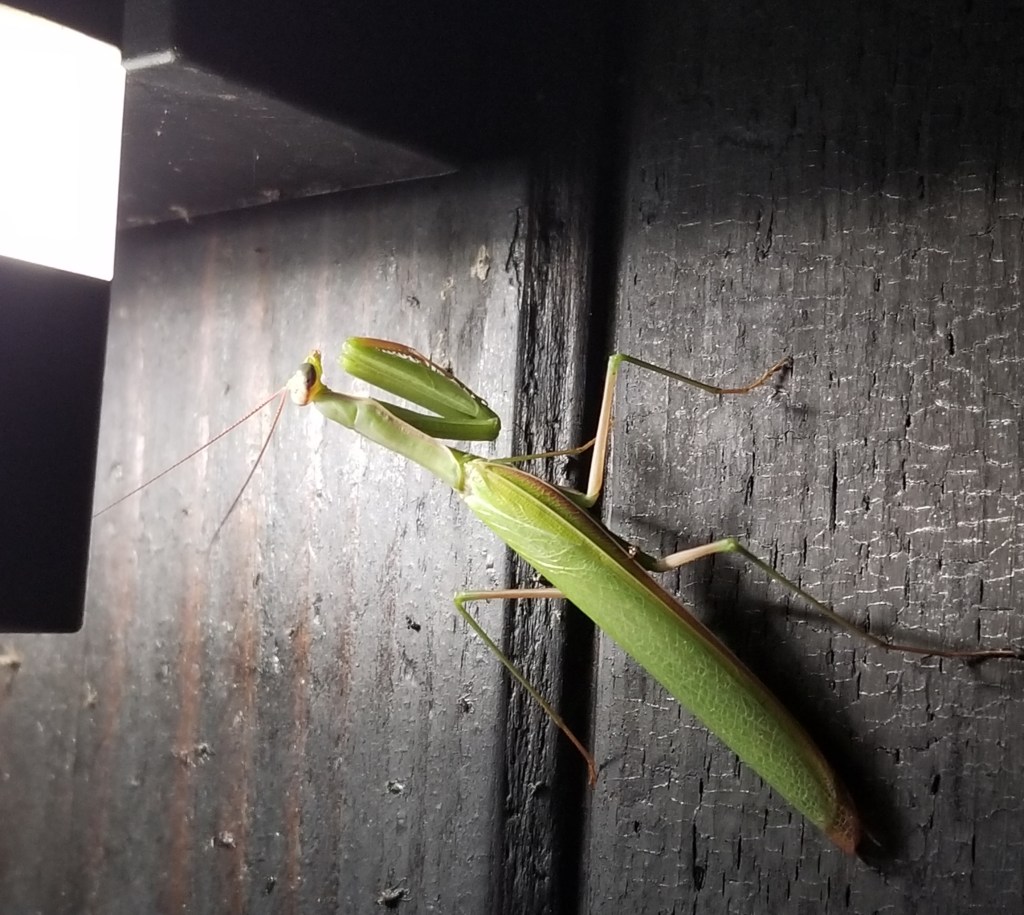 praying mantis next to exterior light