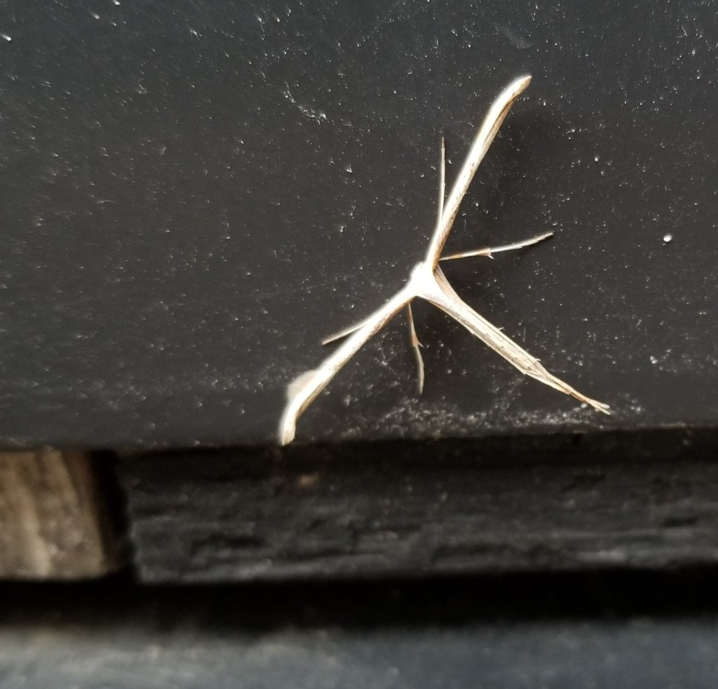 plume moth close up