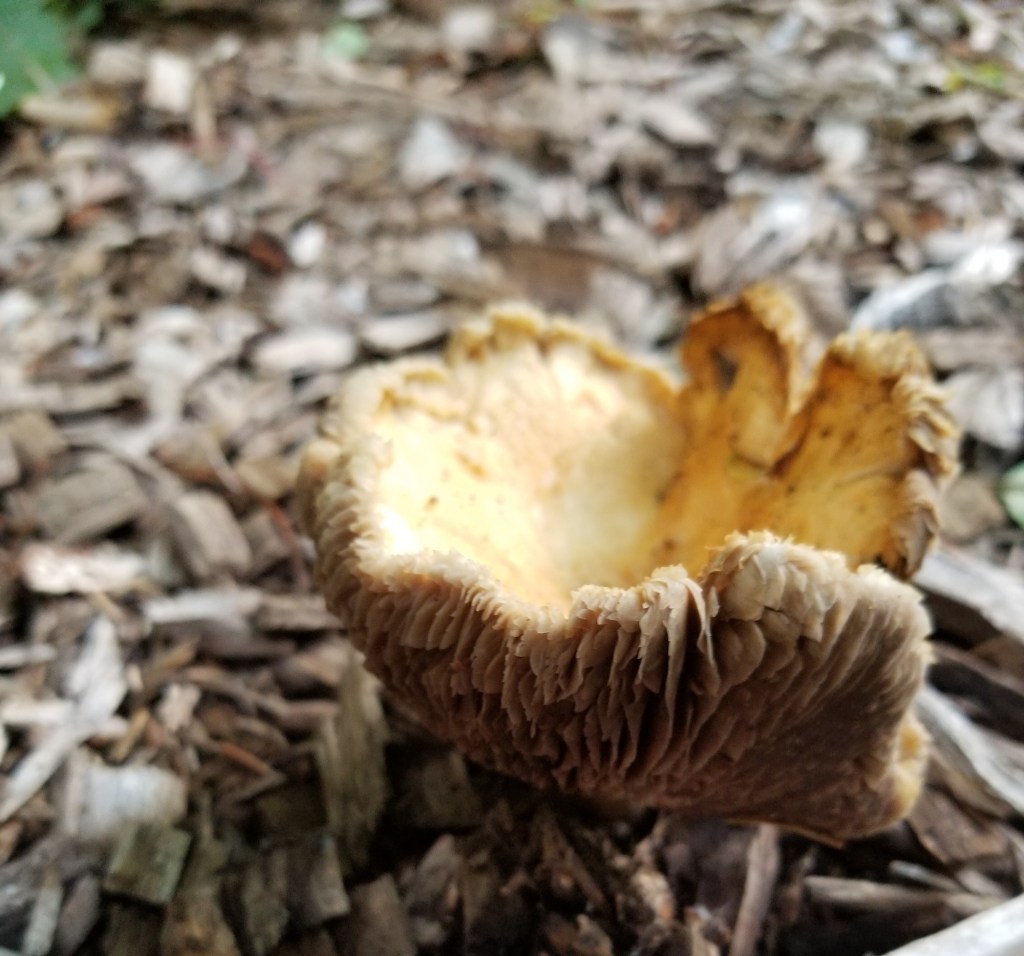 close up of mushroom