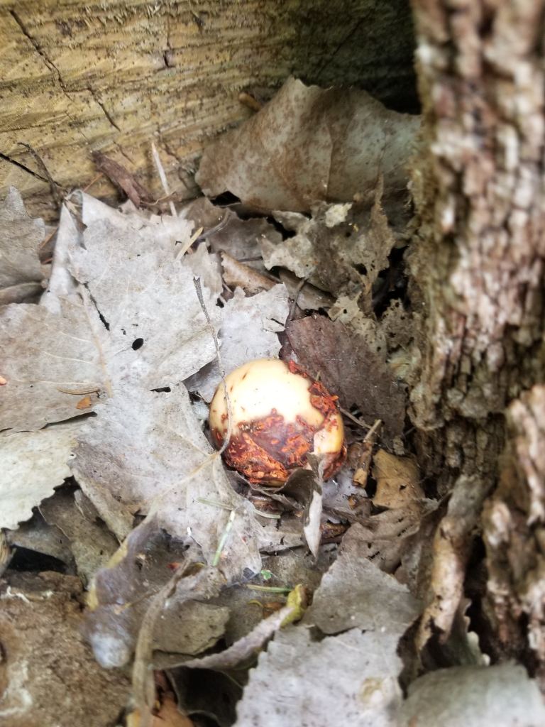 mushroom in leaf litter