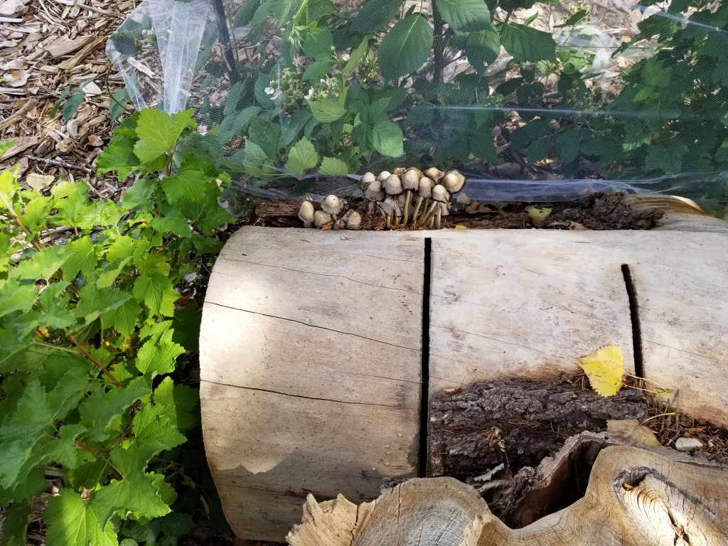 mushrooms on log