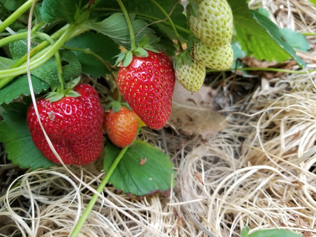 strawberries ripening