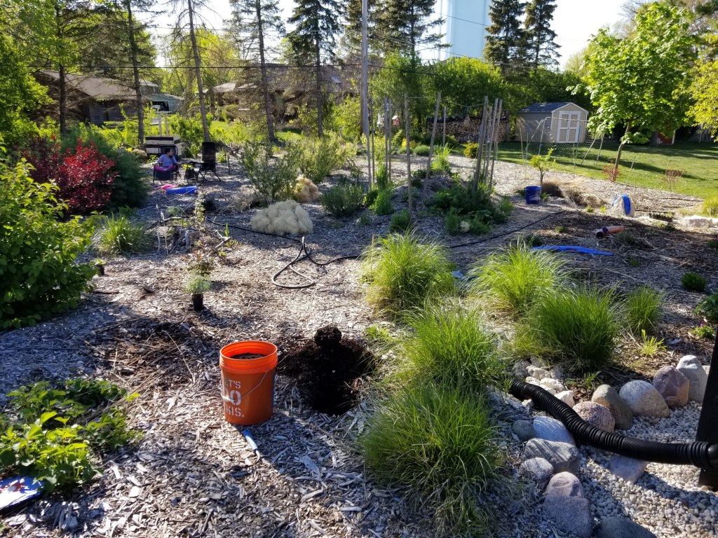 permaculture yard in spring