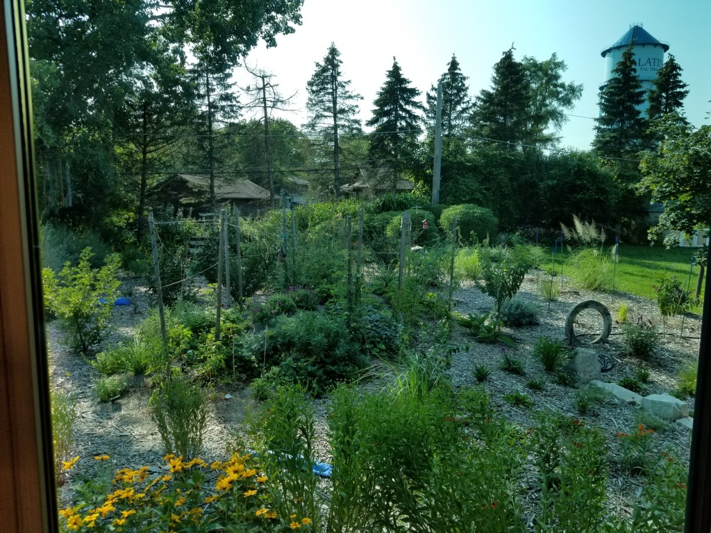 backyard permaculture in summer