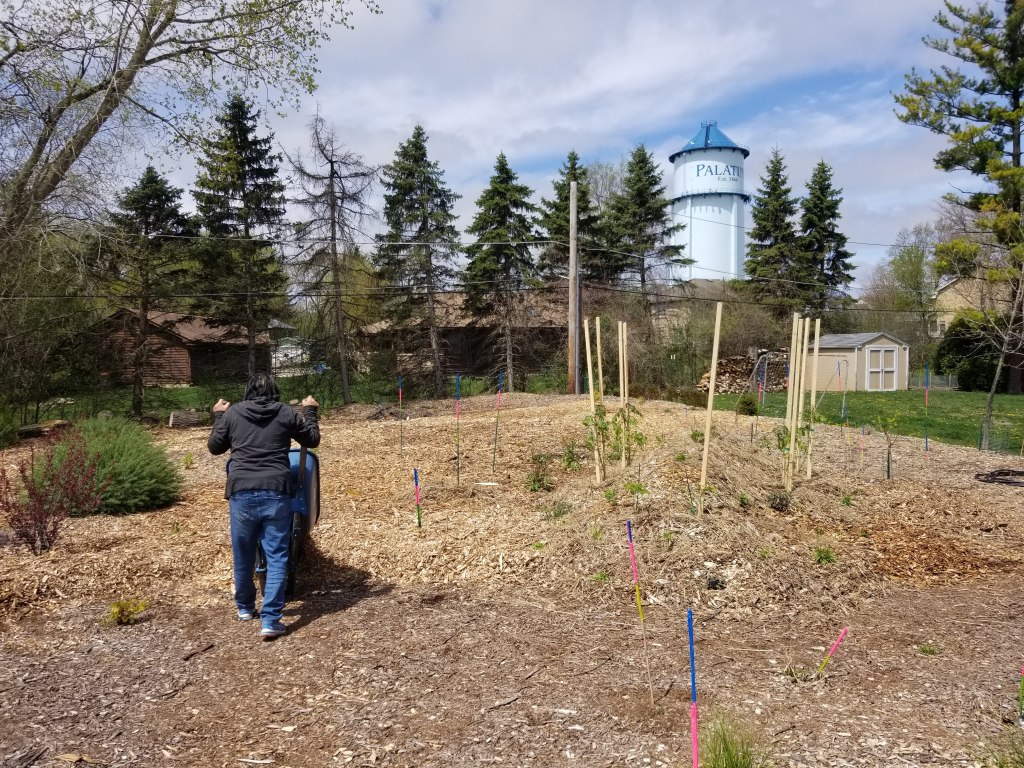 sheet mulching next to hügelkultur raised bed