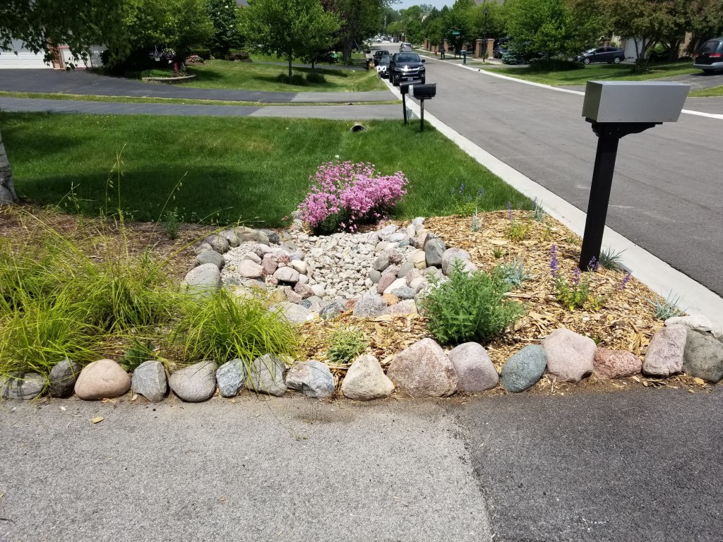 Lychnis petite Jenny in culvert