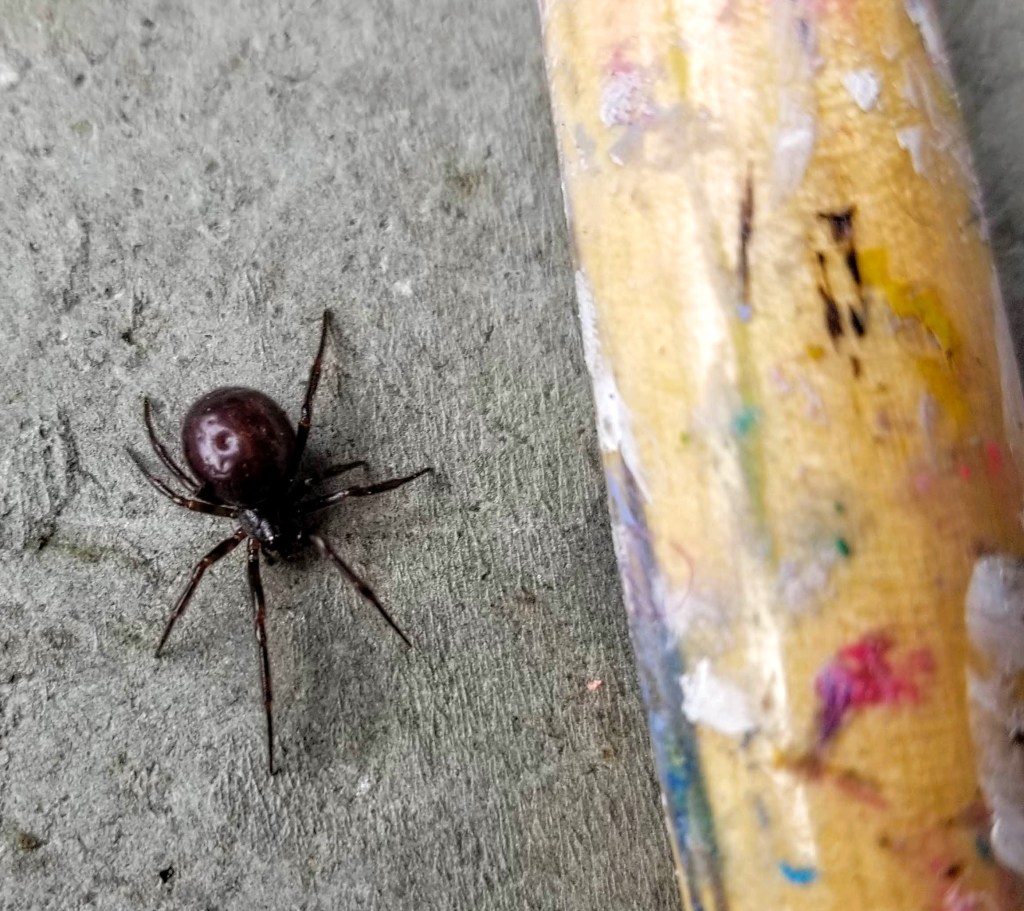 close up of rabbit hutch spider on concrete
