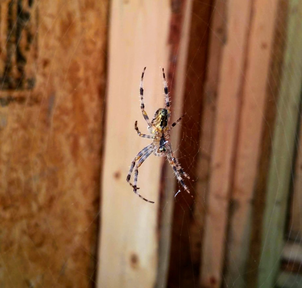 close up of corn spider in garage
