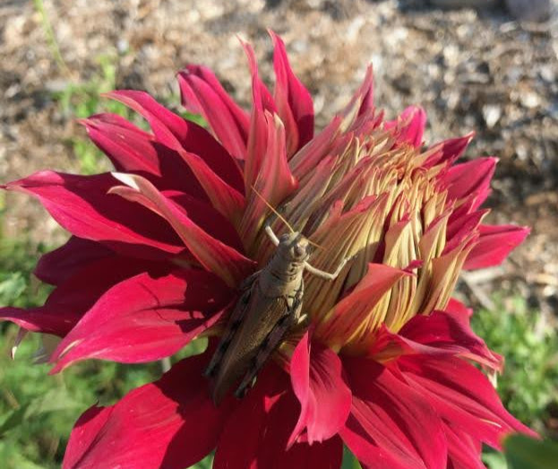 grasshopper on dahlia
