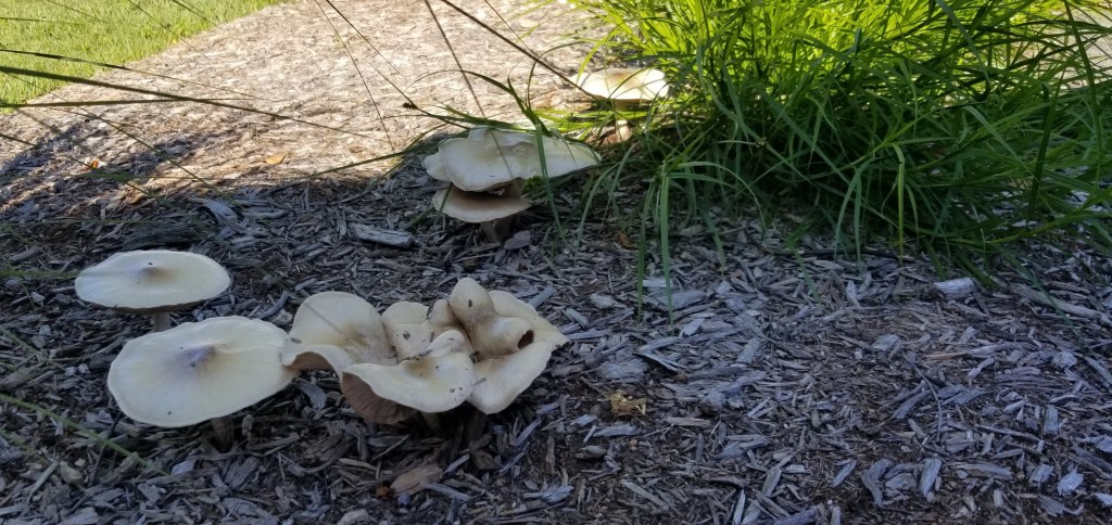 large mushrooms emerging from mulch