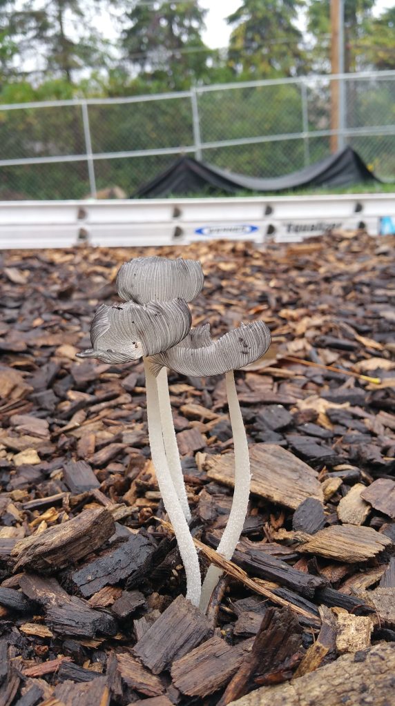 close up of mushrooms in mulch