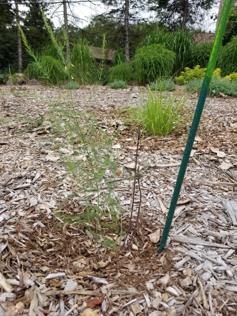 first year asparagus
