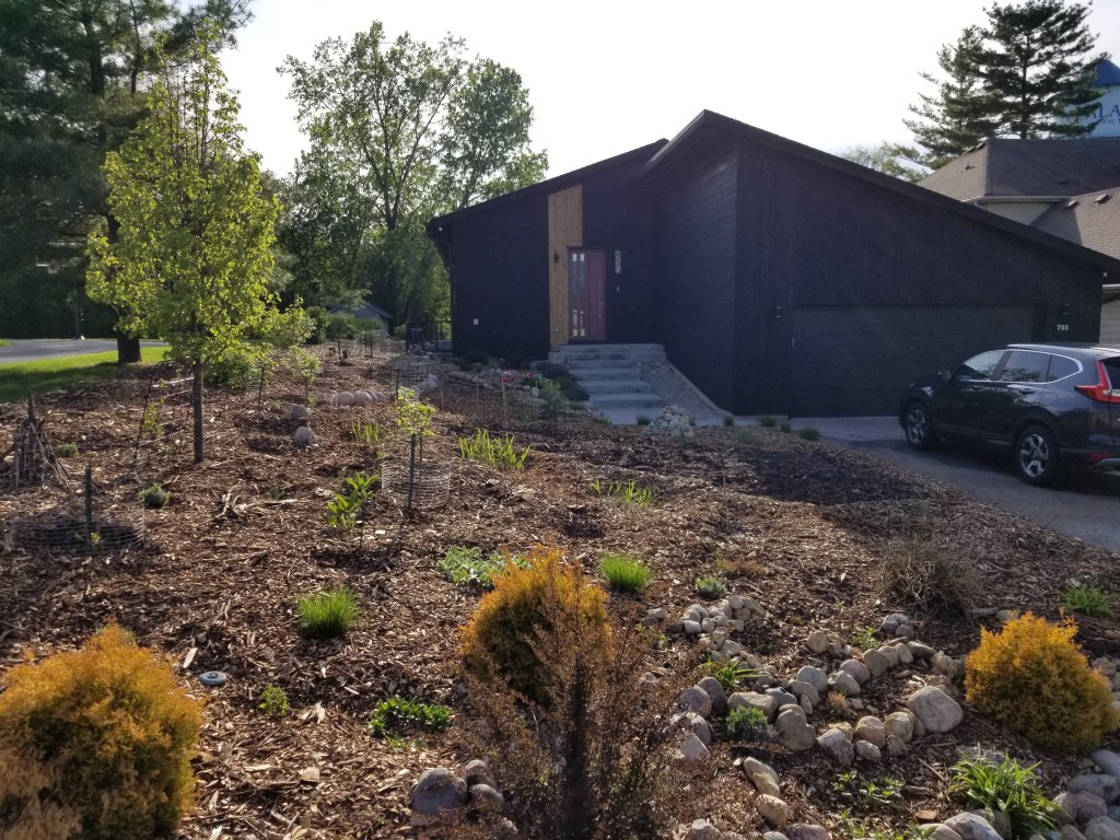 young permaculture front yard