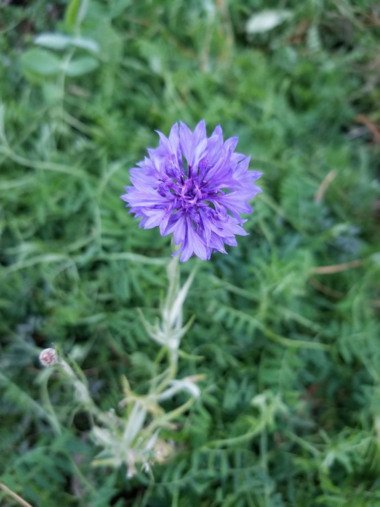 close up of bachelor button flower