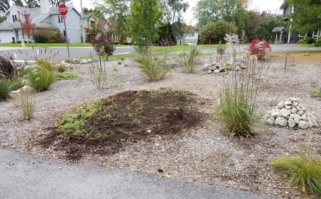 first year edible landscape