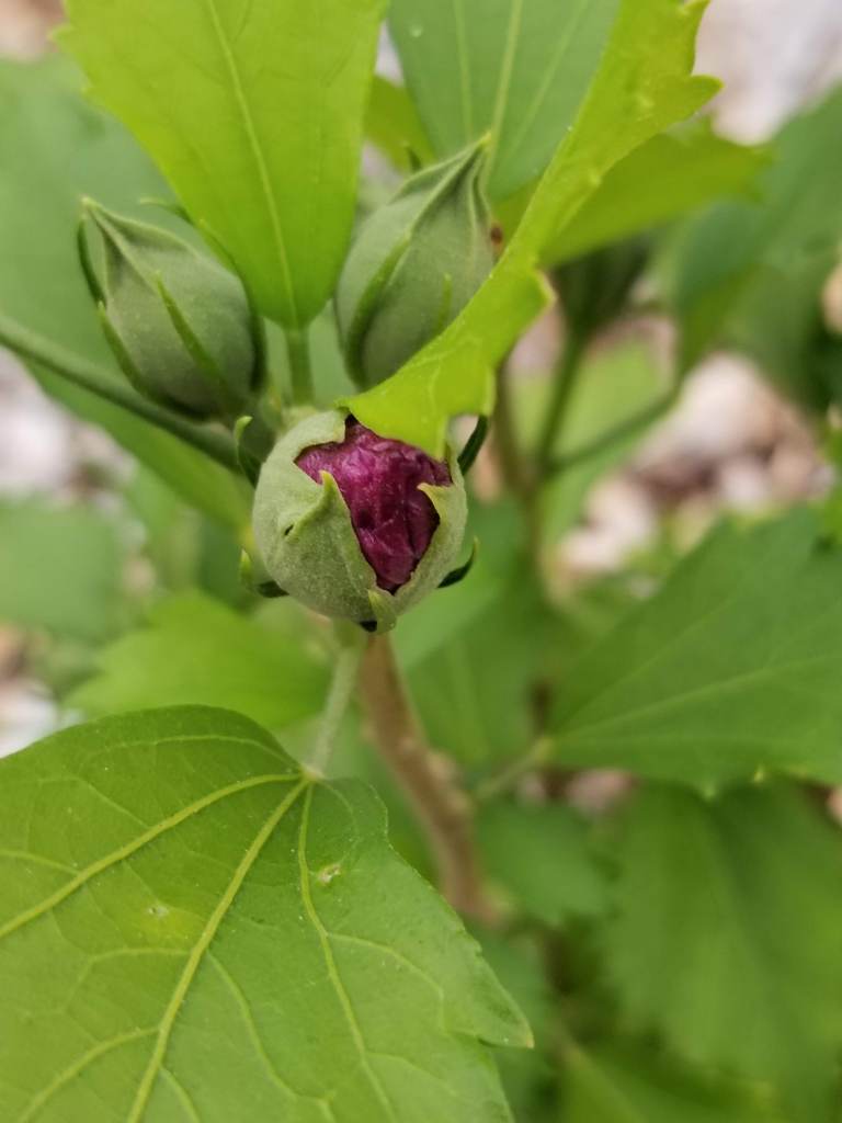 close up of hibiscus flower bud