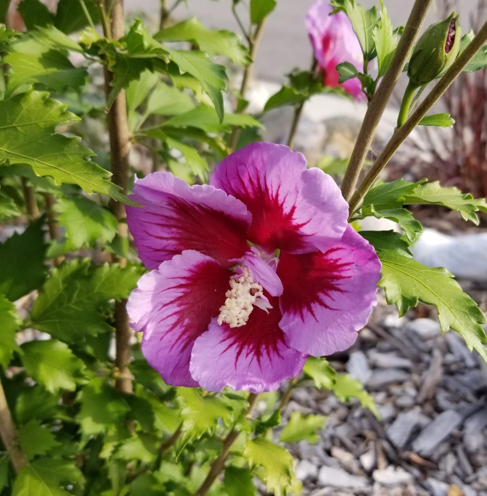 close up Korean hibiscus flower