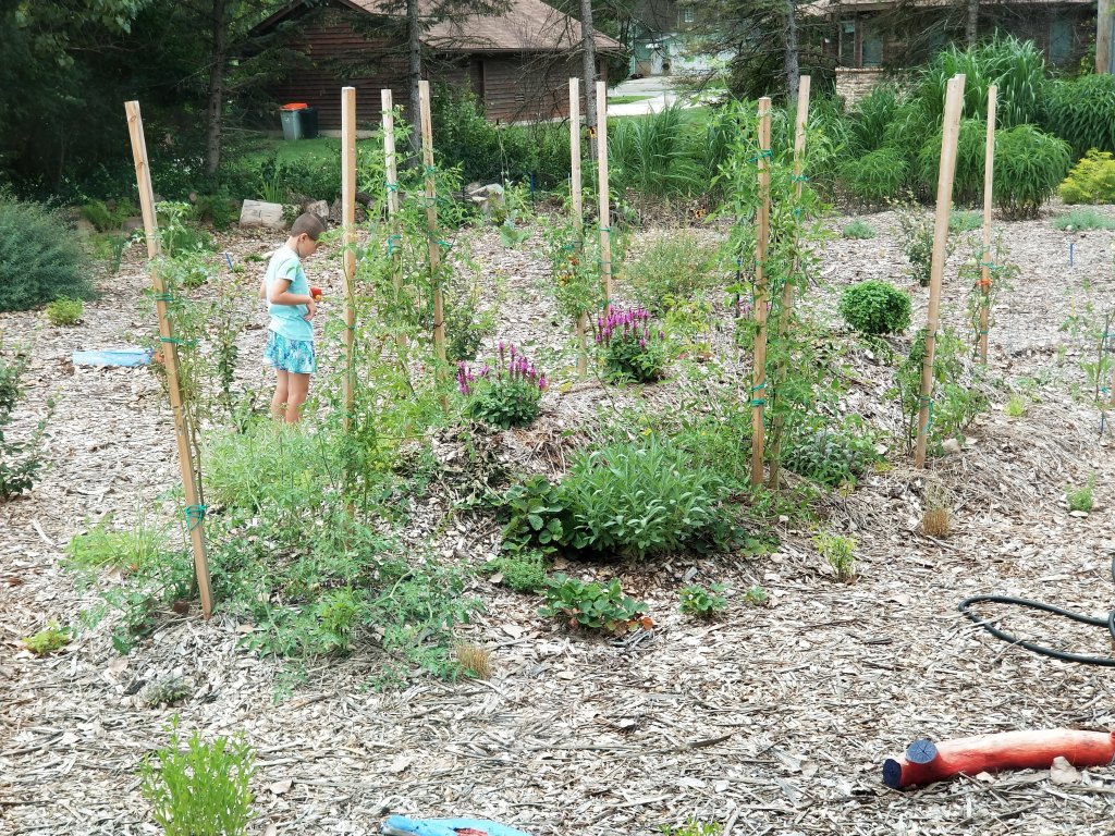 second year hügelkultur raised bed