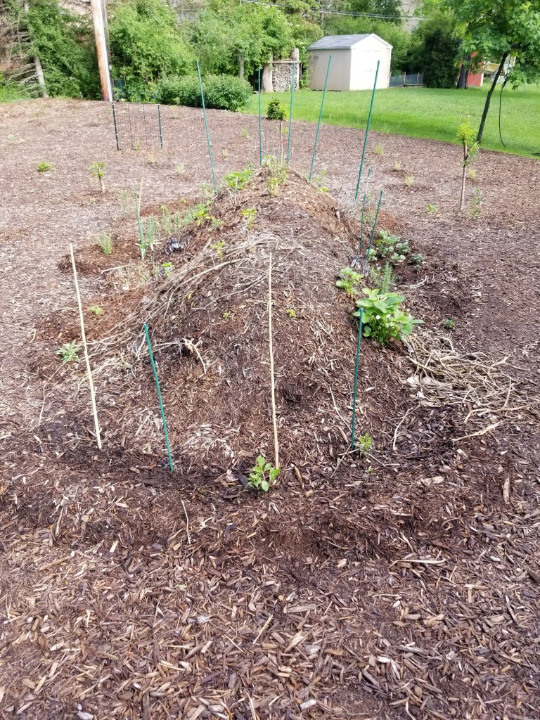 first year hügelkultur raised bed