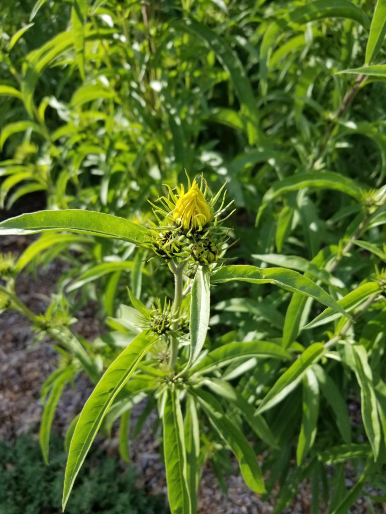 Maximilian sunflower bud