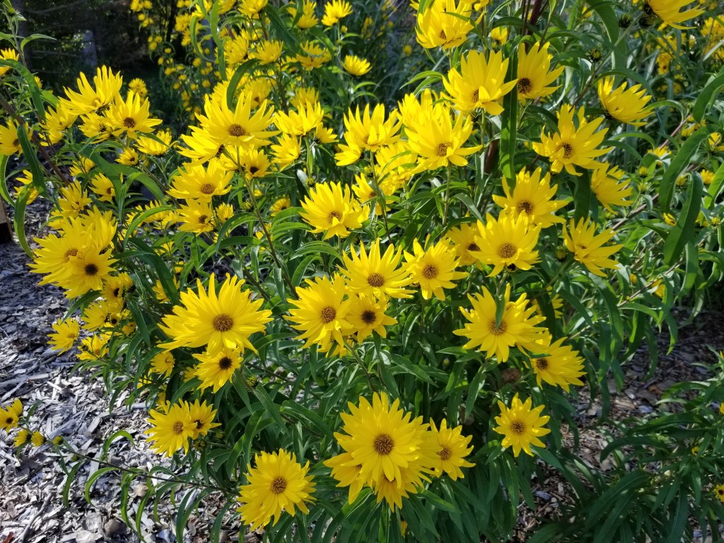 Sante Fe Maximillian sunflower