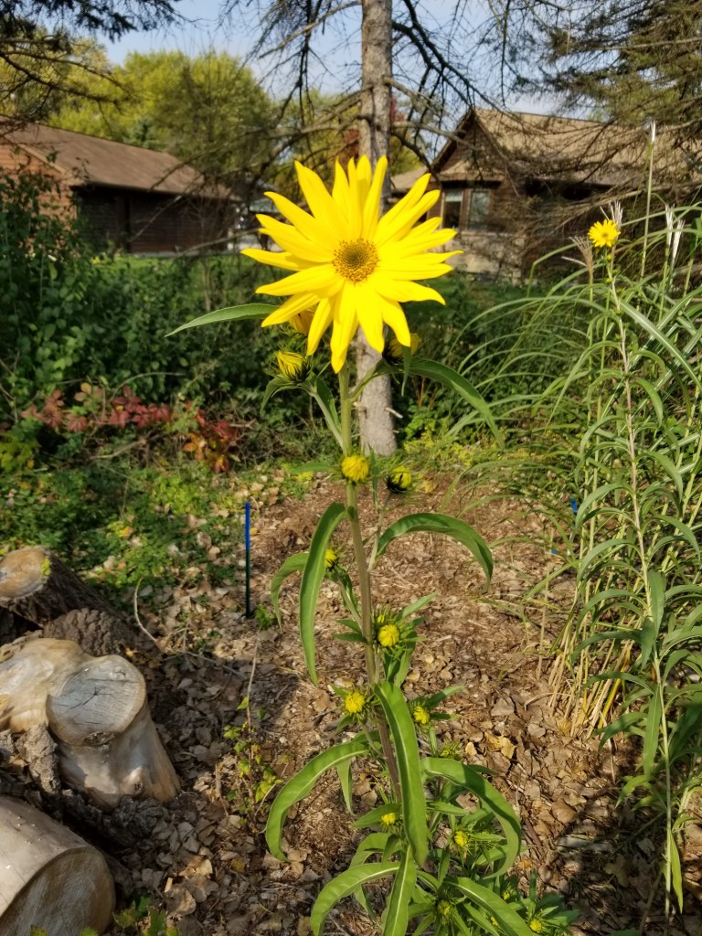 close up maximilian sunflower