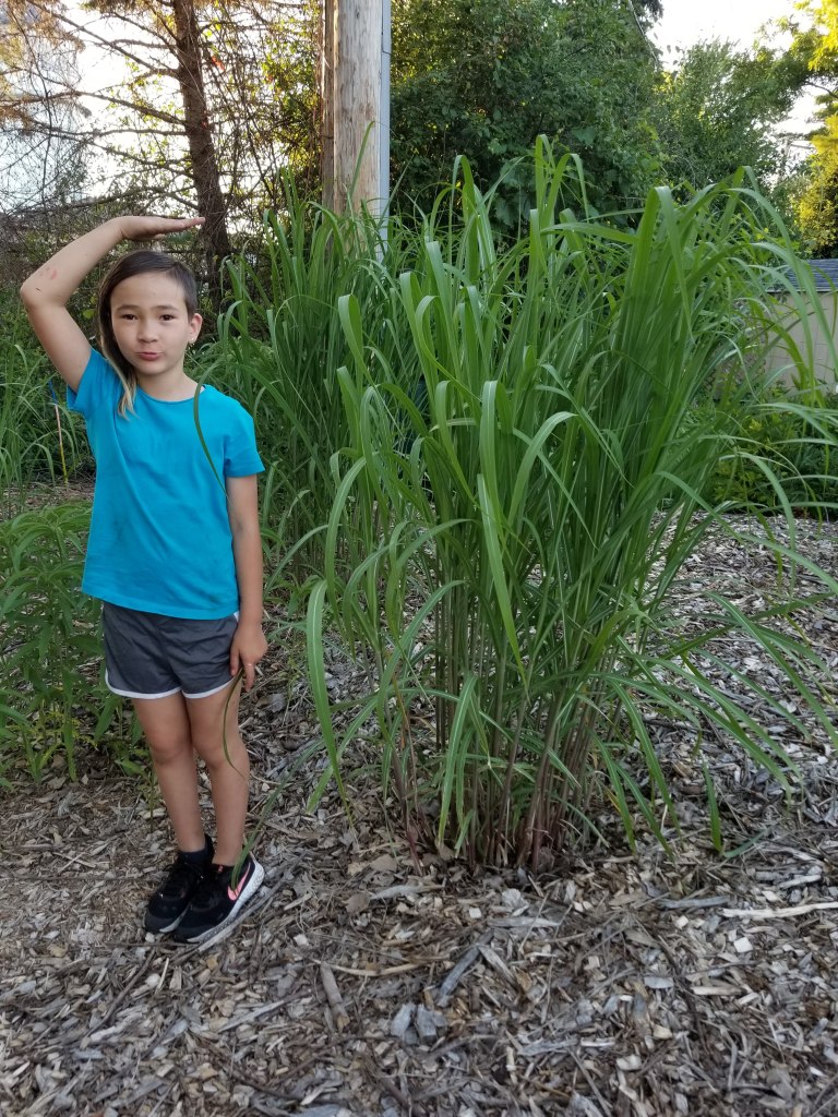 child standing next to Miscanthus giganteus