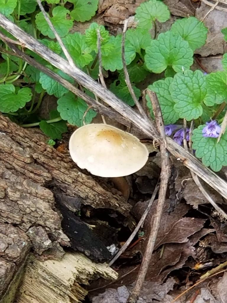 close up of mushroom on log next to creeping charlie