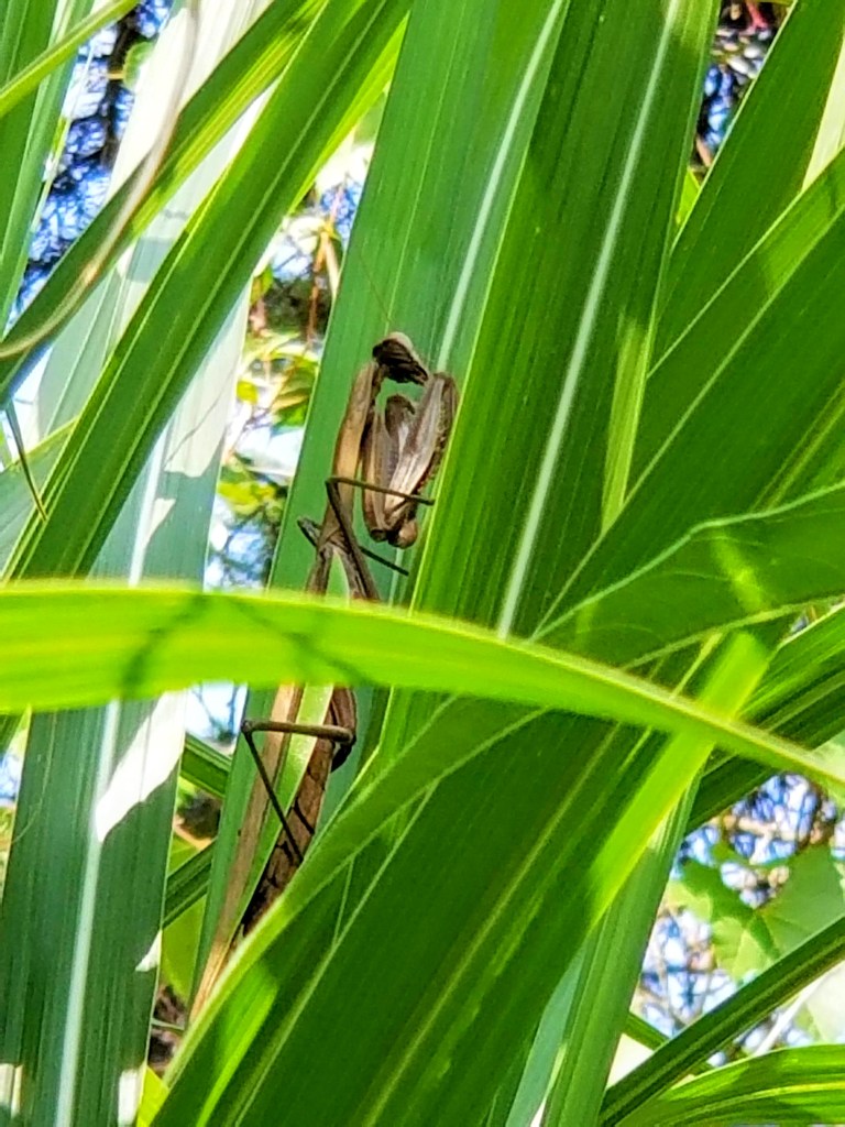 praying mantis in Miscanthus giganteus