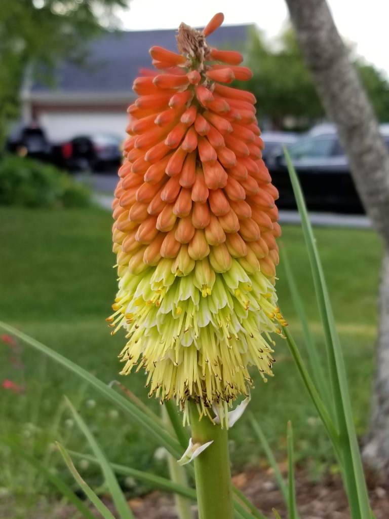 close up of Kniphofia flower