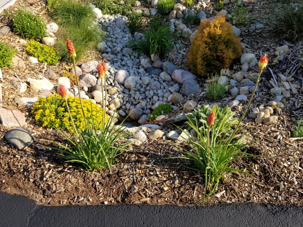 Kniphofia flowers next to driveway