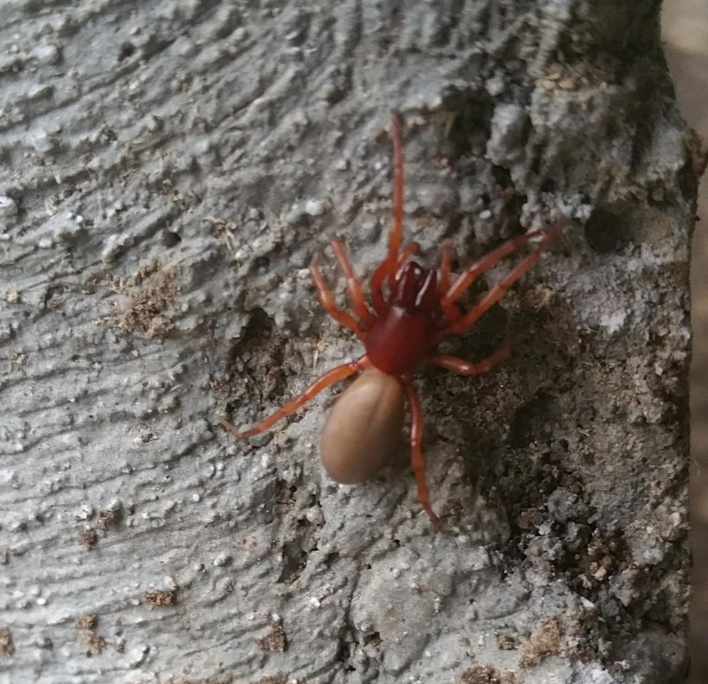 close up of woodlouse hunter spider