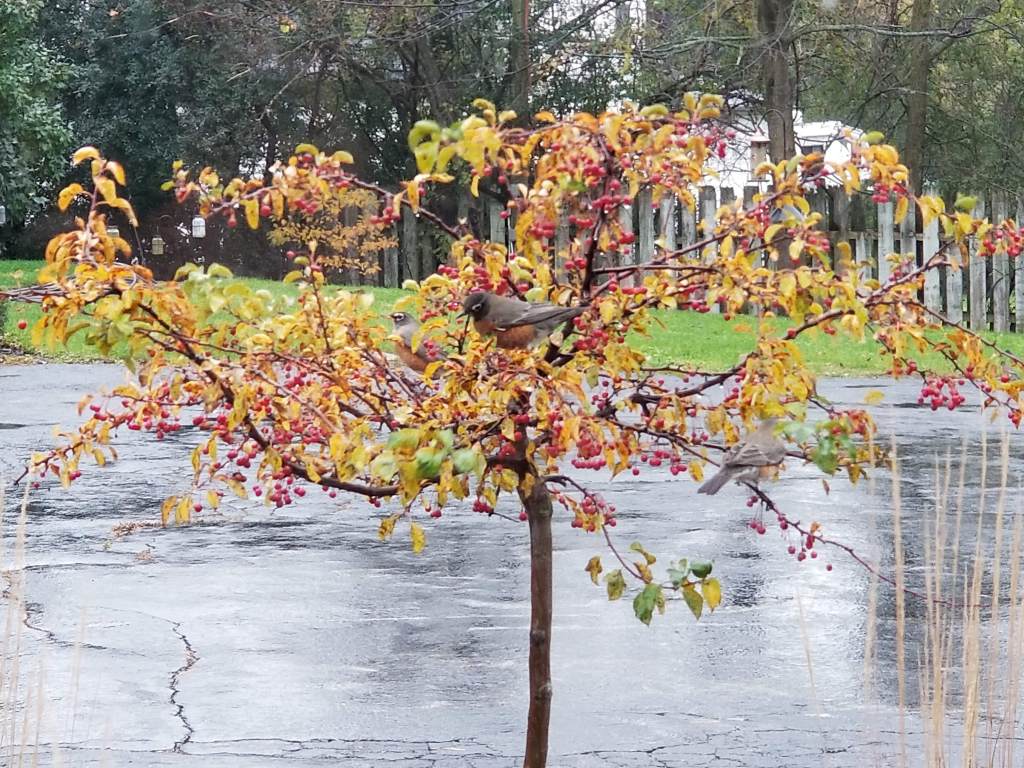robin in crab apple tree