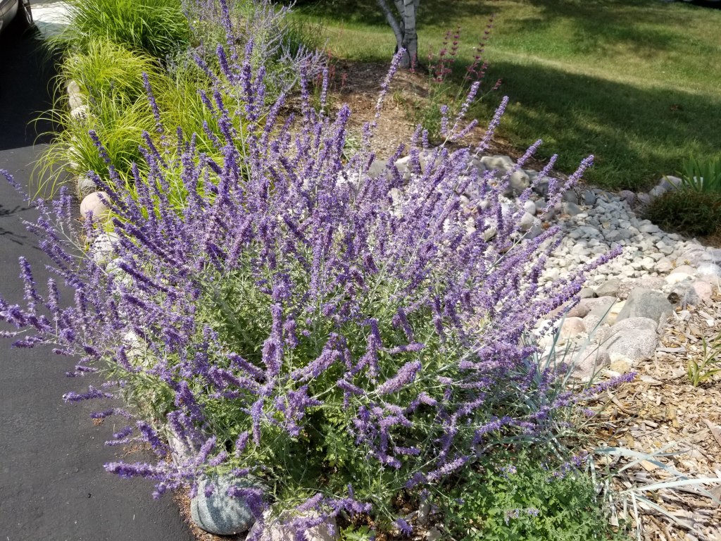 Russian sage next to driveway